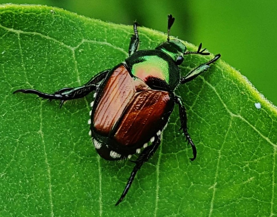 Read more about the article How to Get Rid of Japanese Beetles