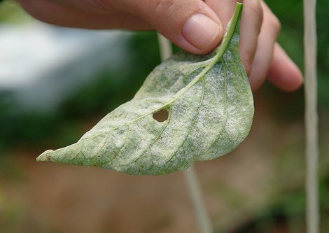 powdery mildew on a leaf