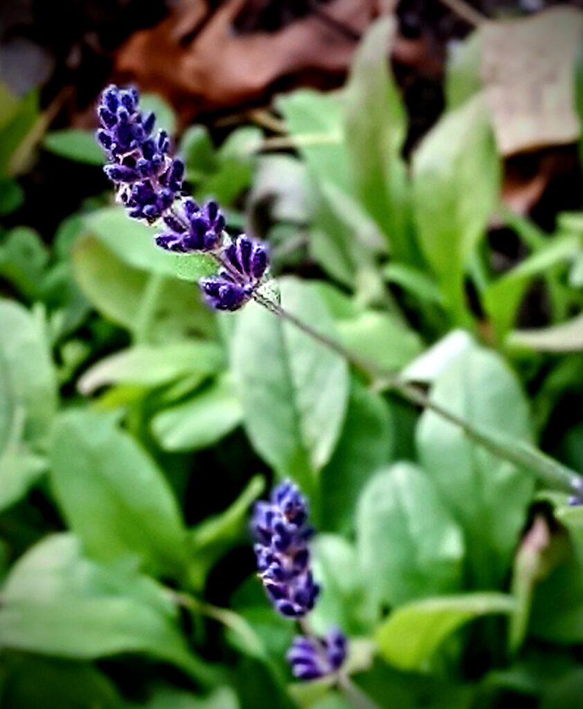 Munstead lavendar,Washington County Master Gardeners, Minnesota
