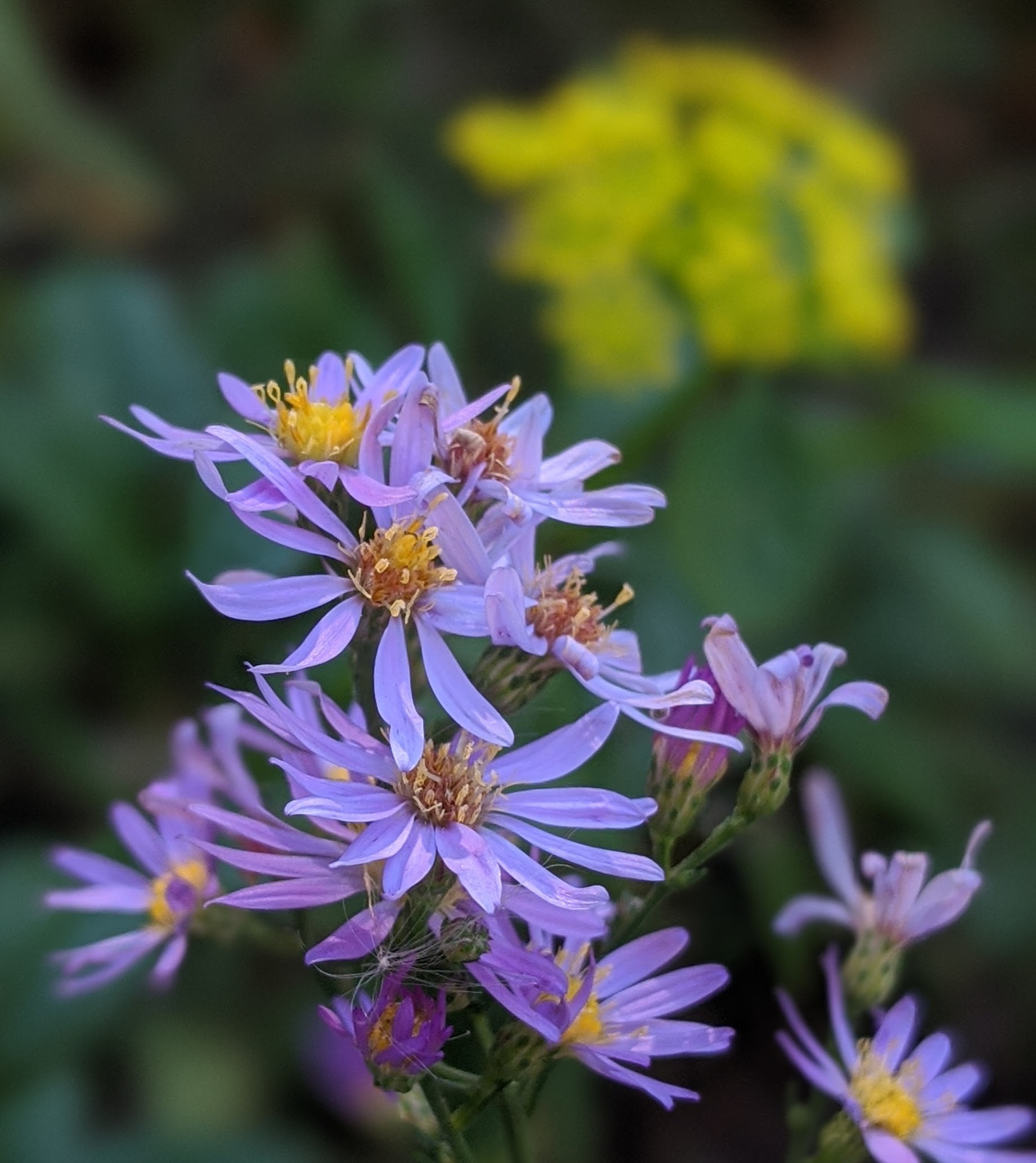 Aster flower, Washington County Master Gardeners, Minnesota
