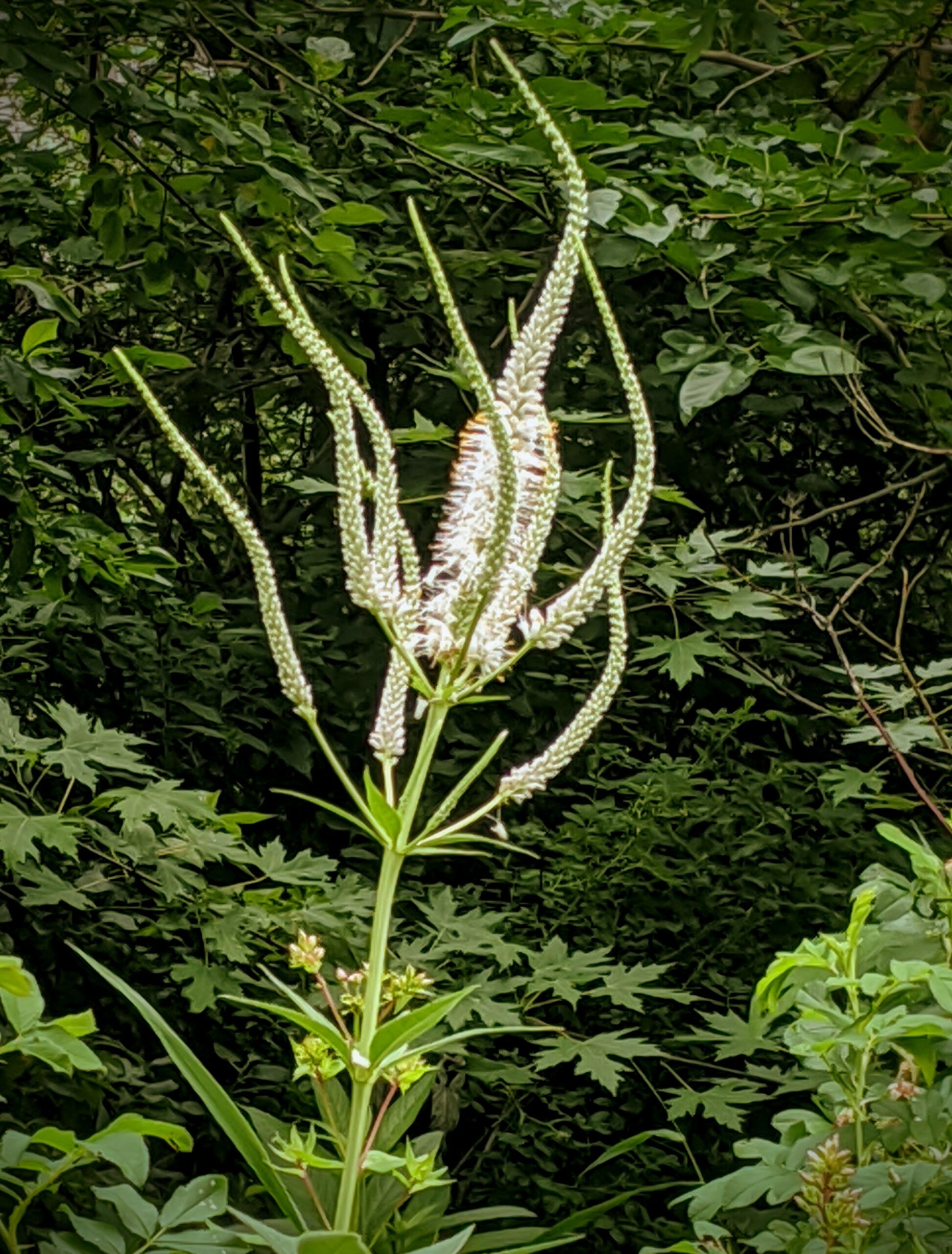 White stalk of Culvers Root in bloom, Washington County Master Gardeners, Minnesota