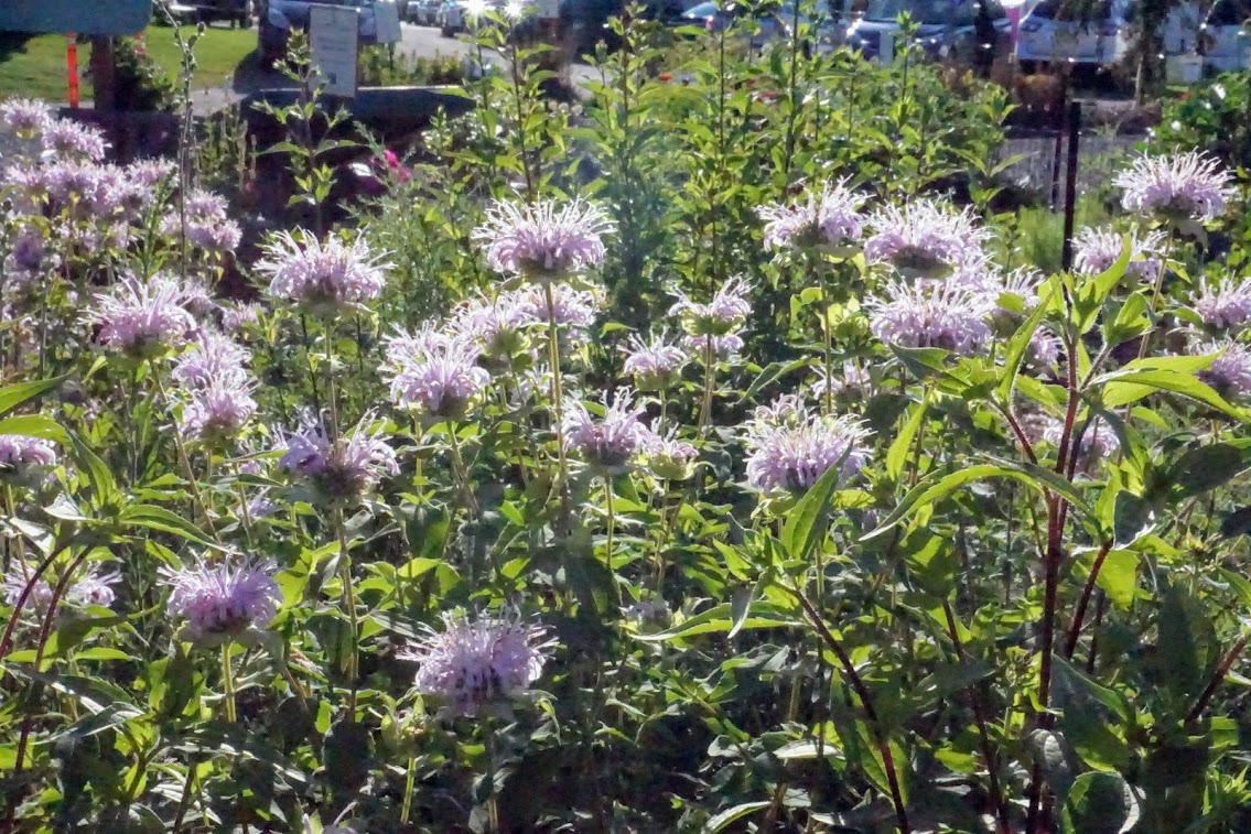 wild bergamot in bloom