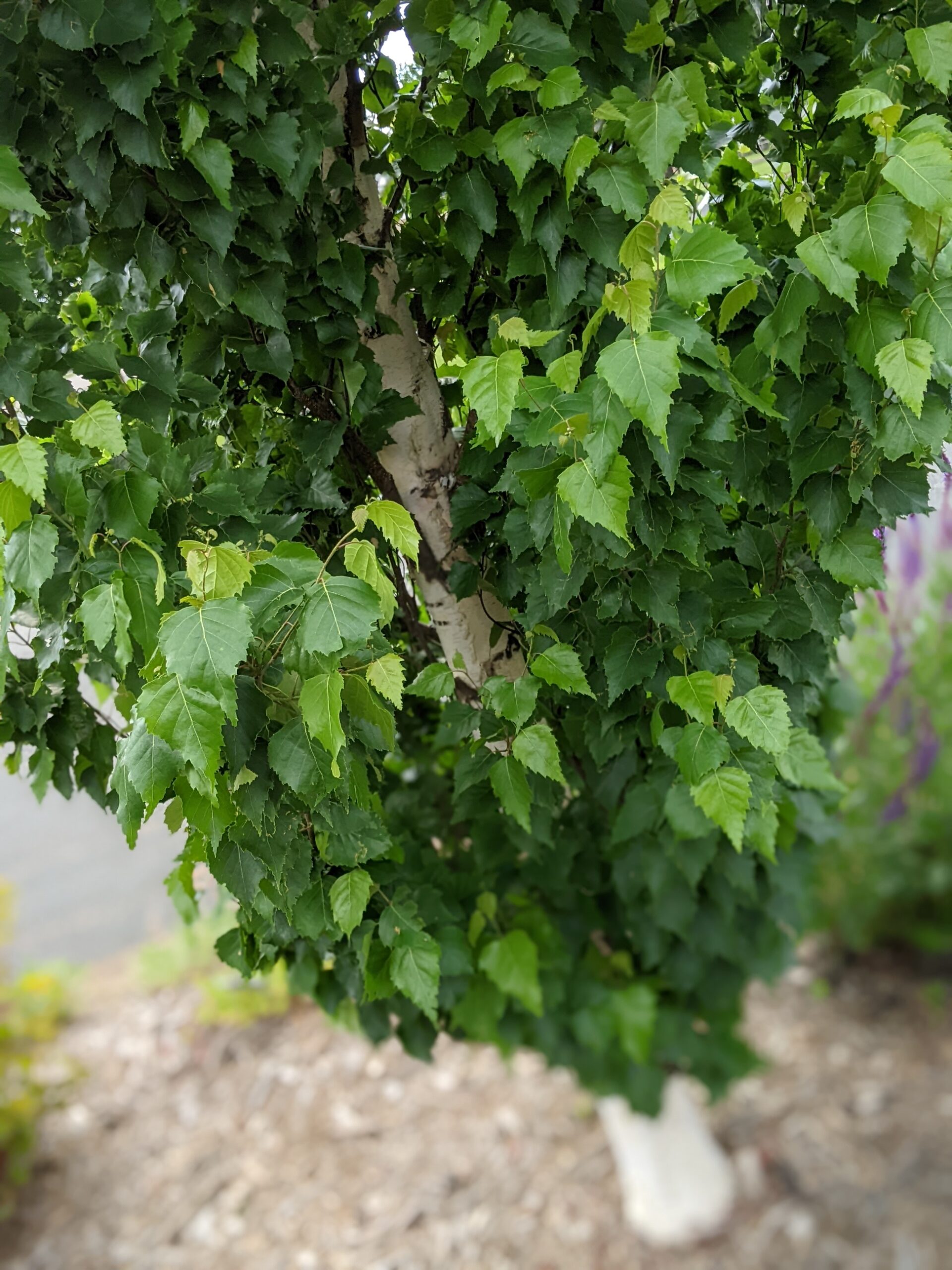 Home landscape garden, pillar birch tree, Washington County Master Gardeners, Minnesota