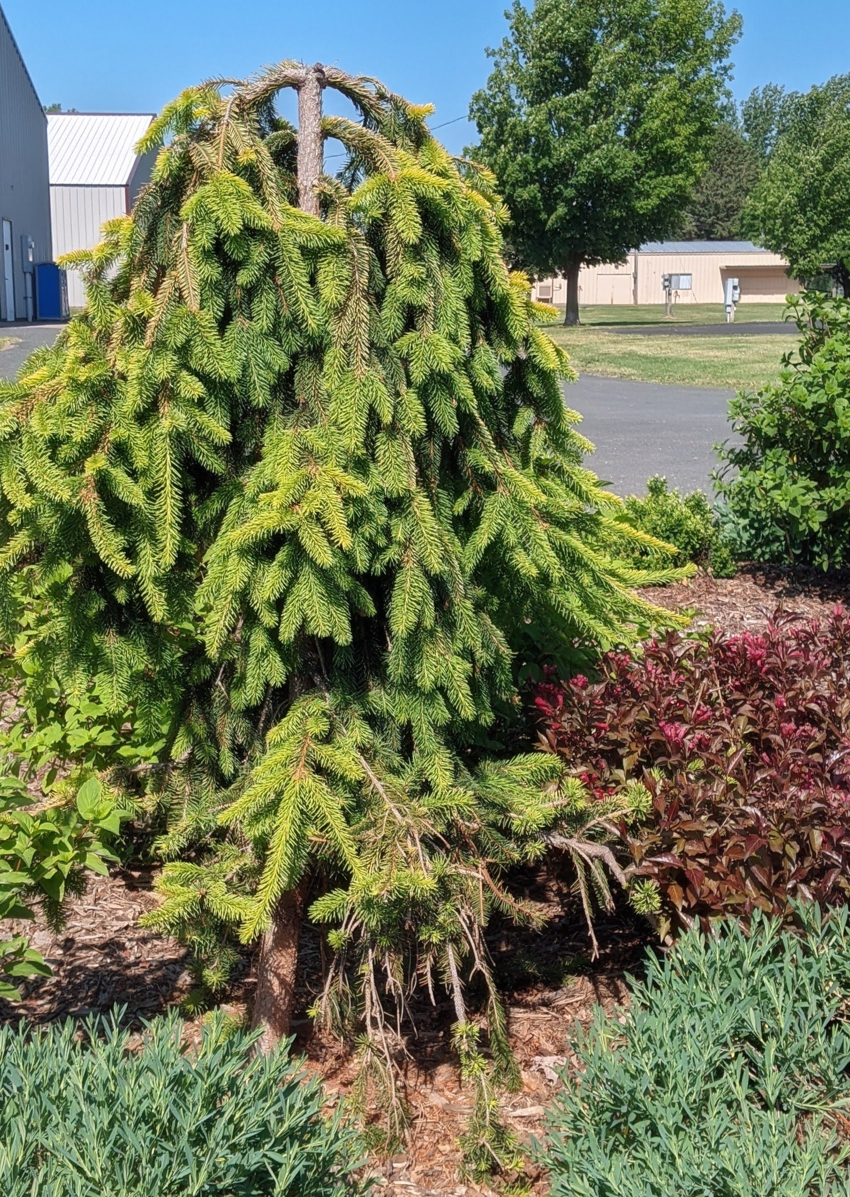 Landscape, tree norway spruce, Washington County Master Gardeners, Minnesota