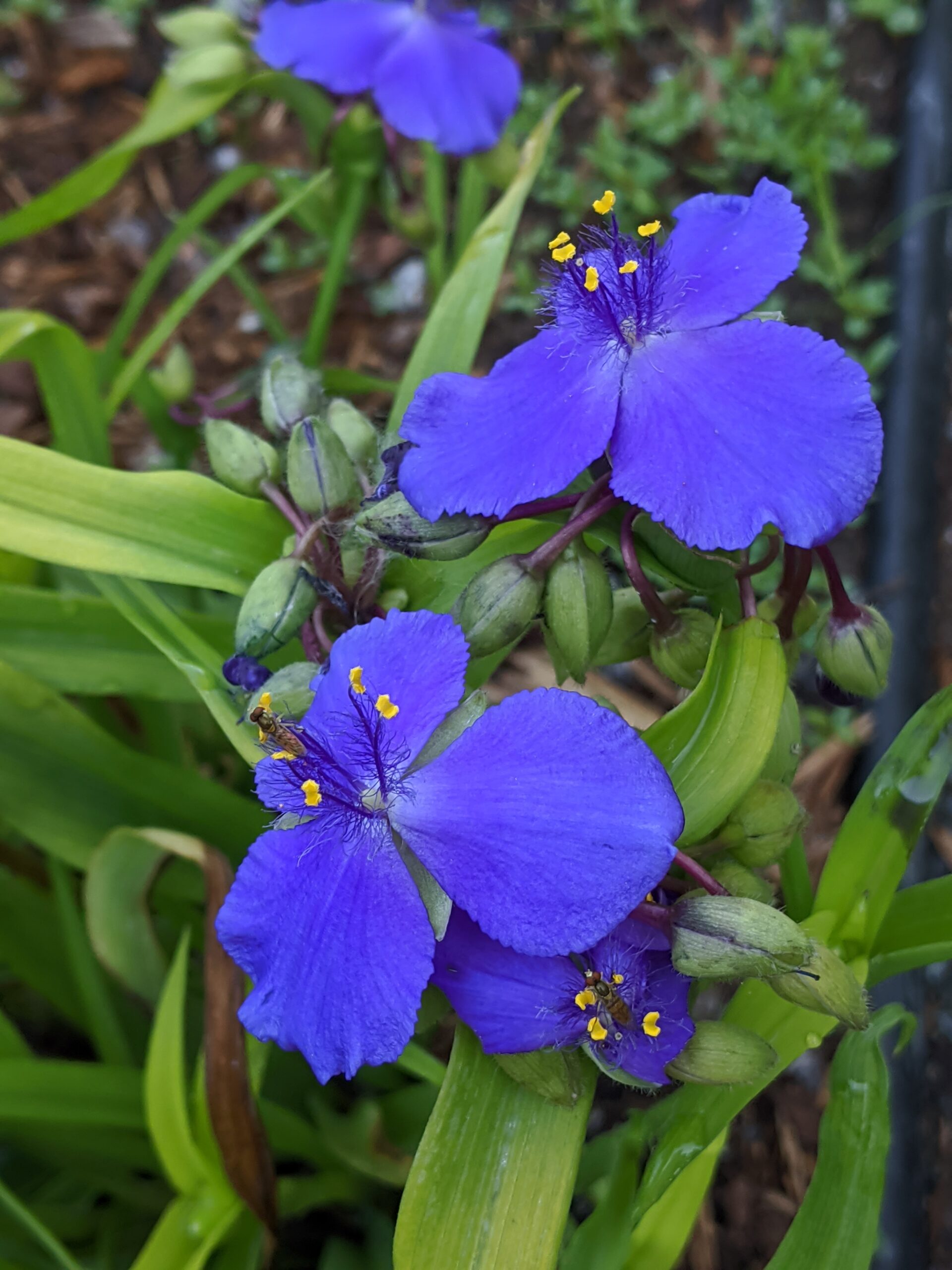 Native garden, spiderwort, Washington County Master Gardeners, Minnesota