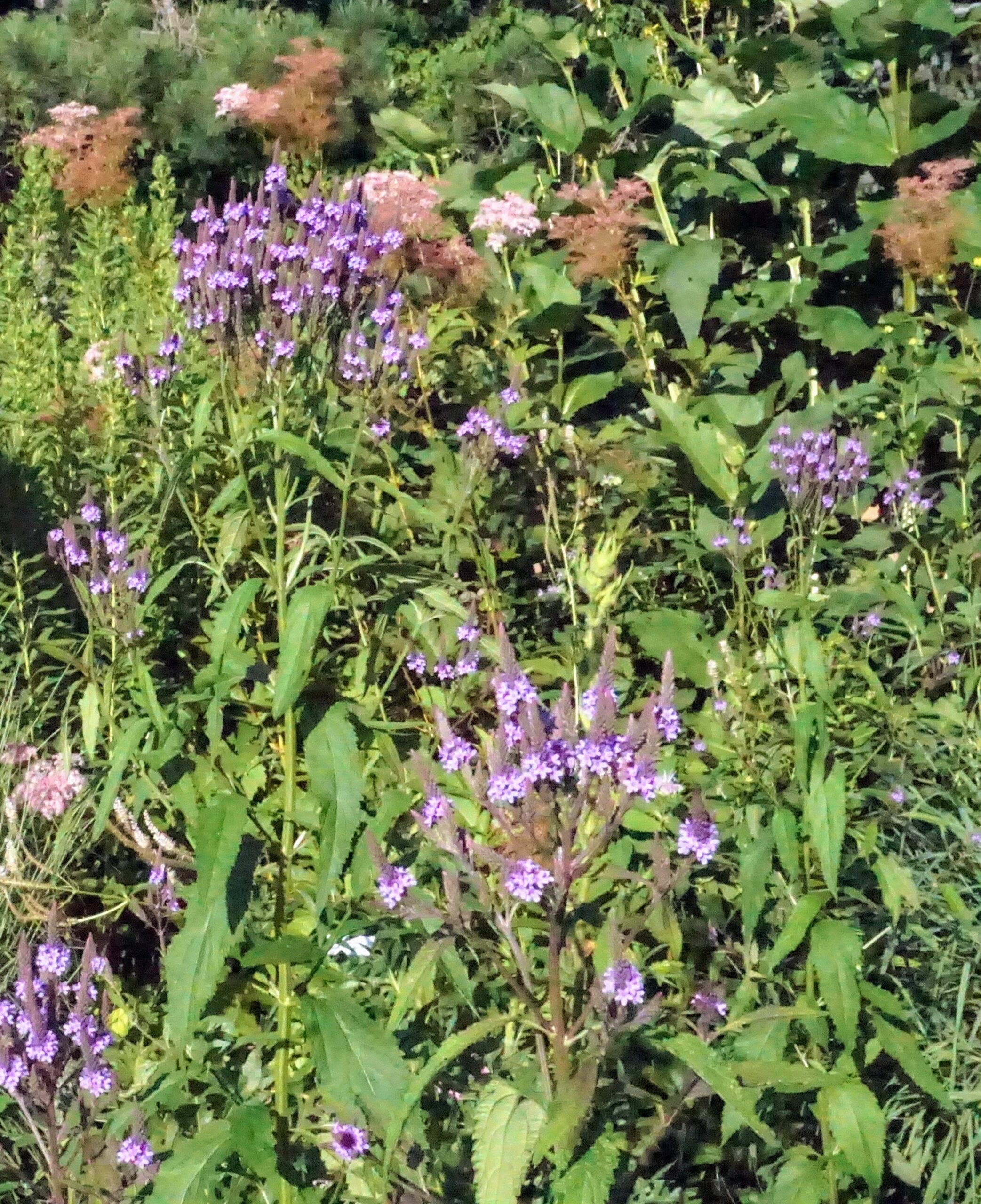 Native, Blue vervain and Queen of the Prairie, Washington County Master Gardeners, Minnesota