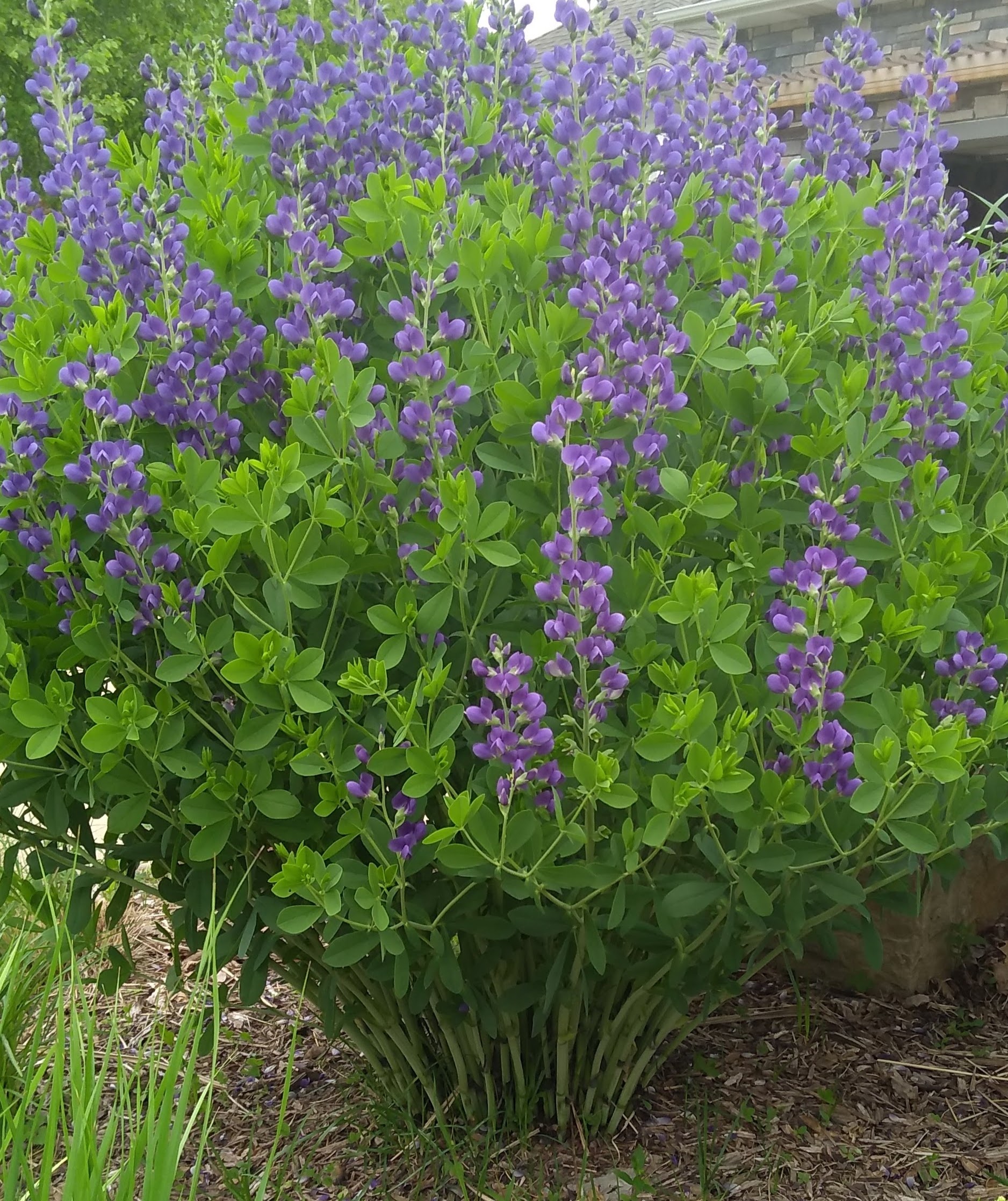 Native, false blue indigo, Washington County Master Gardeners, Minnesota