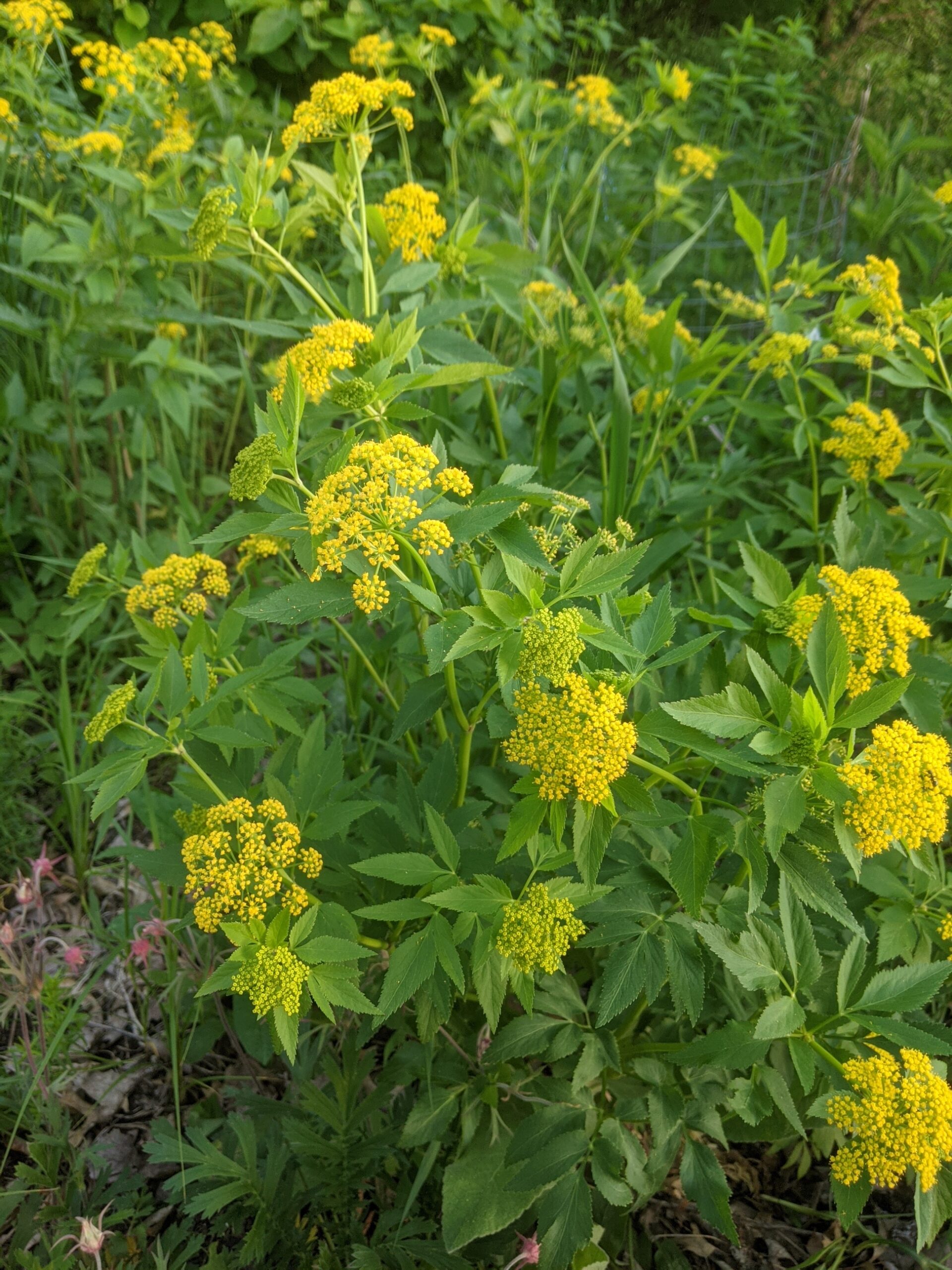Native, Golden Alexander, Washington County Master Gardeners, Minnesota