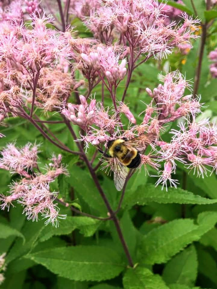 Sweet joe-pye weed, Washington County Master Gardeners, Minnesota