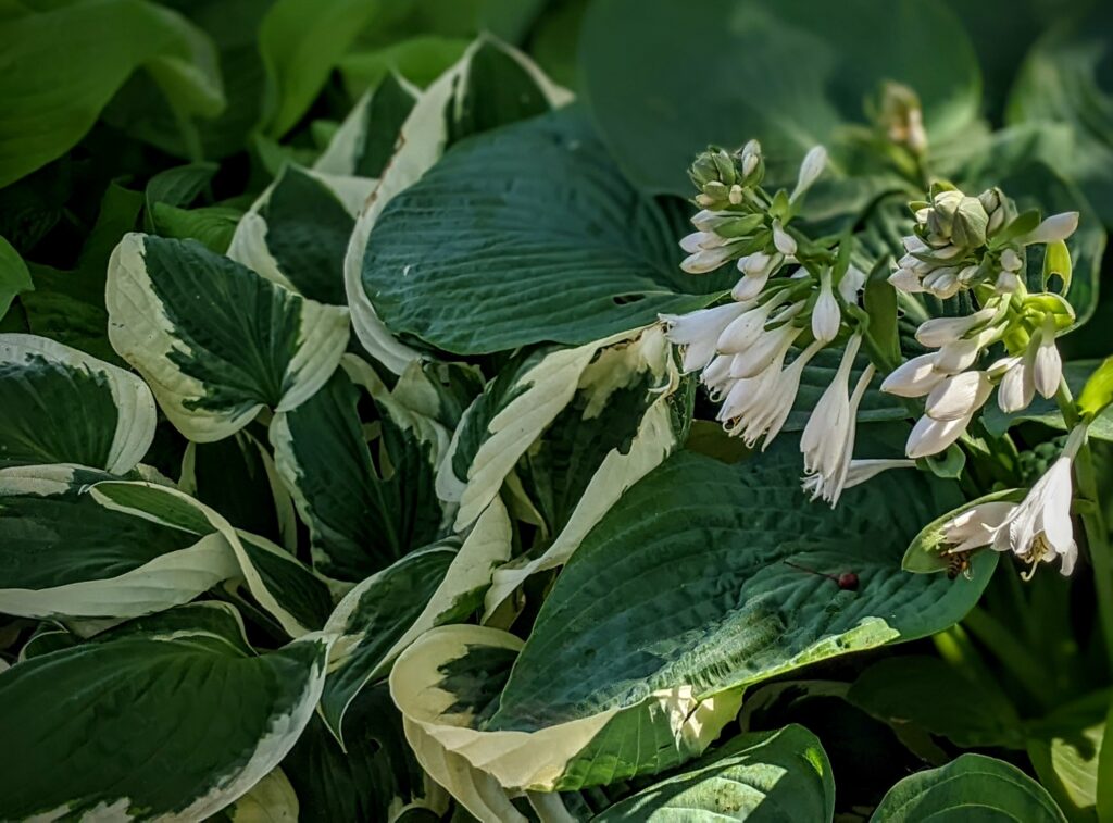 On a hot summer day find a shady spot to sit near the hostas under the crabapple tree.
