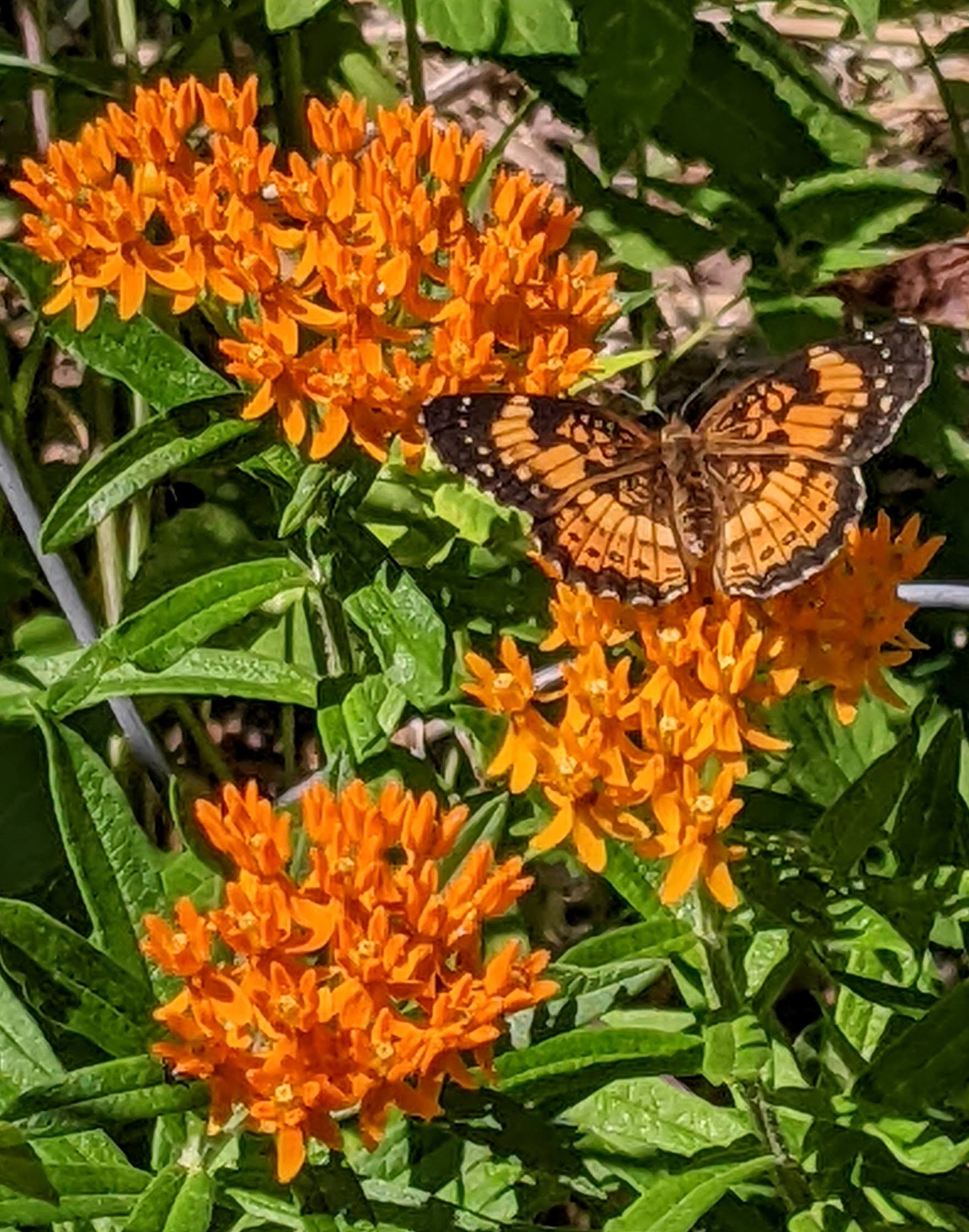 checkerspot on butterfly milkweed, Washington County Master Gardeners, Minnesota