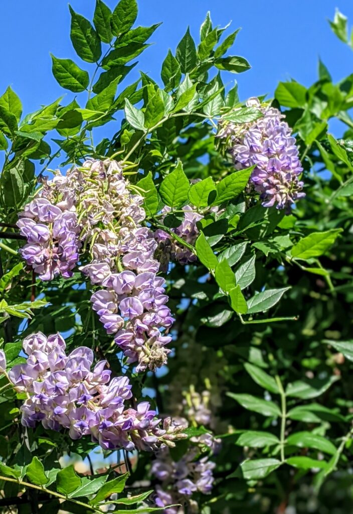 cottage, wisteria, Washington County Master Gardeners, Minnesota