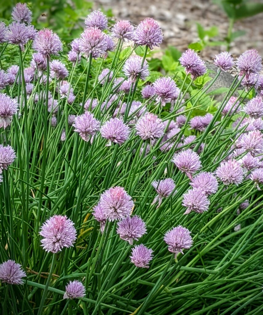 Chives, Washington County Master Gardeners, Minnesota