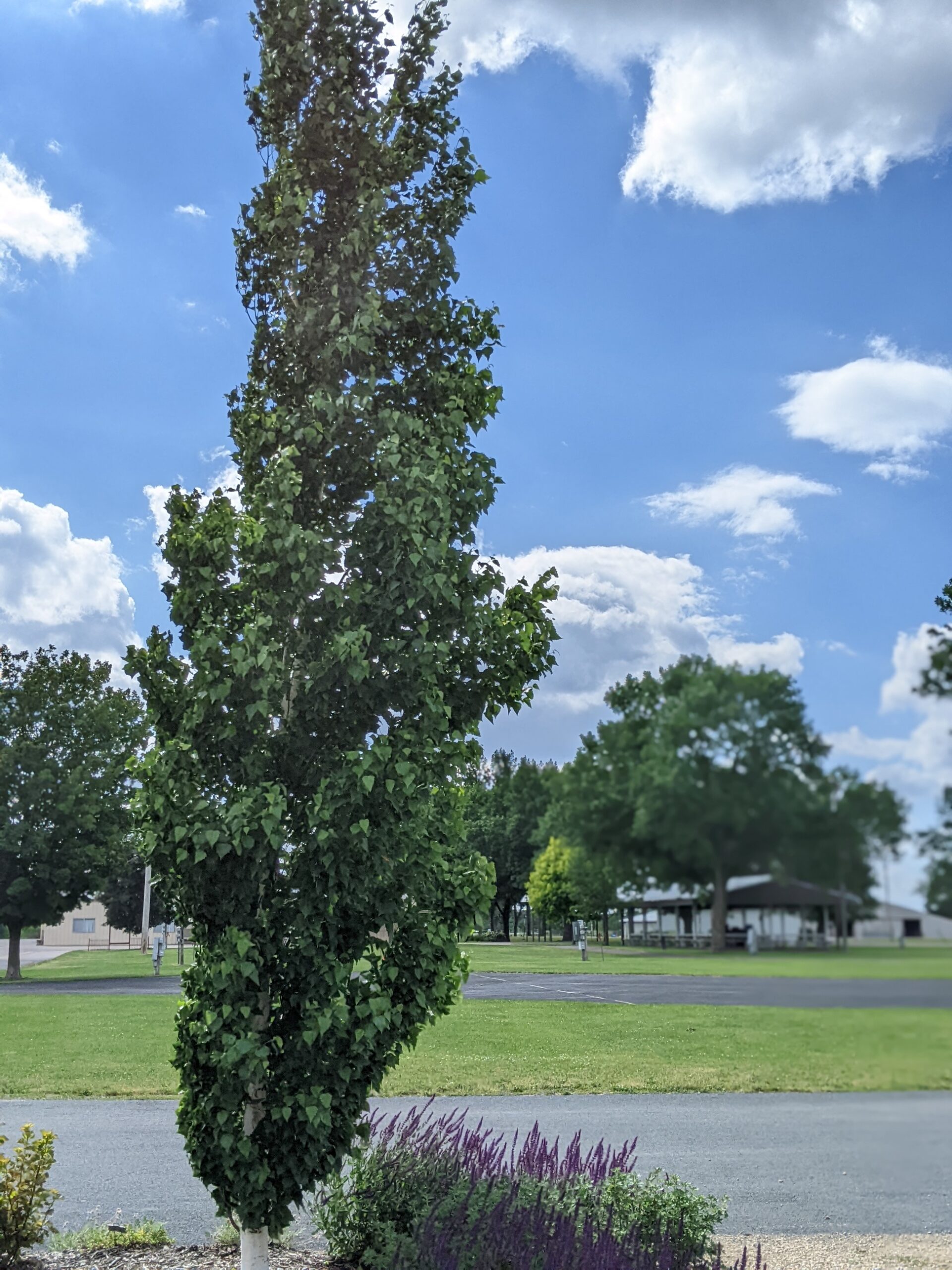 Home landscape garden, pillar birch, Washington County Master Gardeners, Minnesota