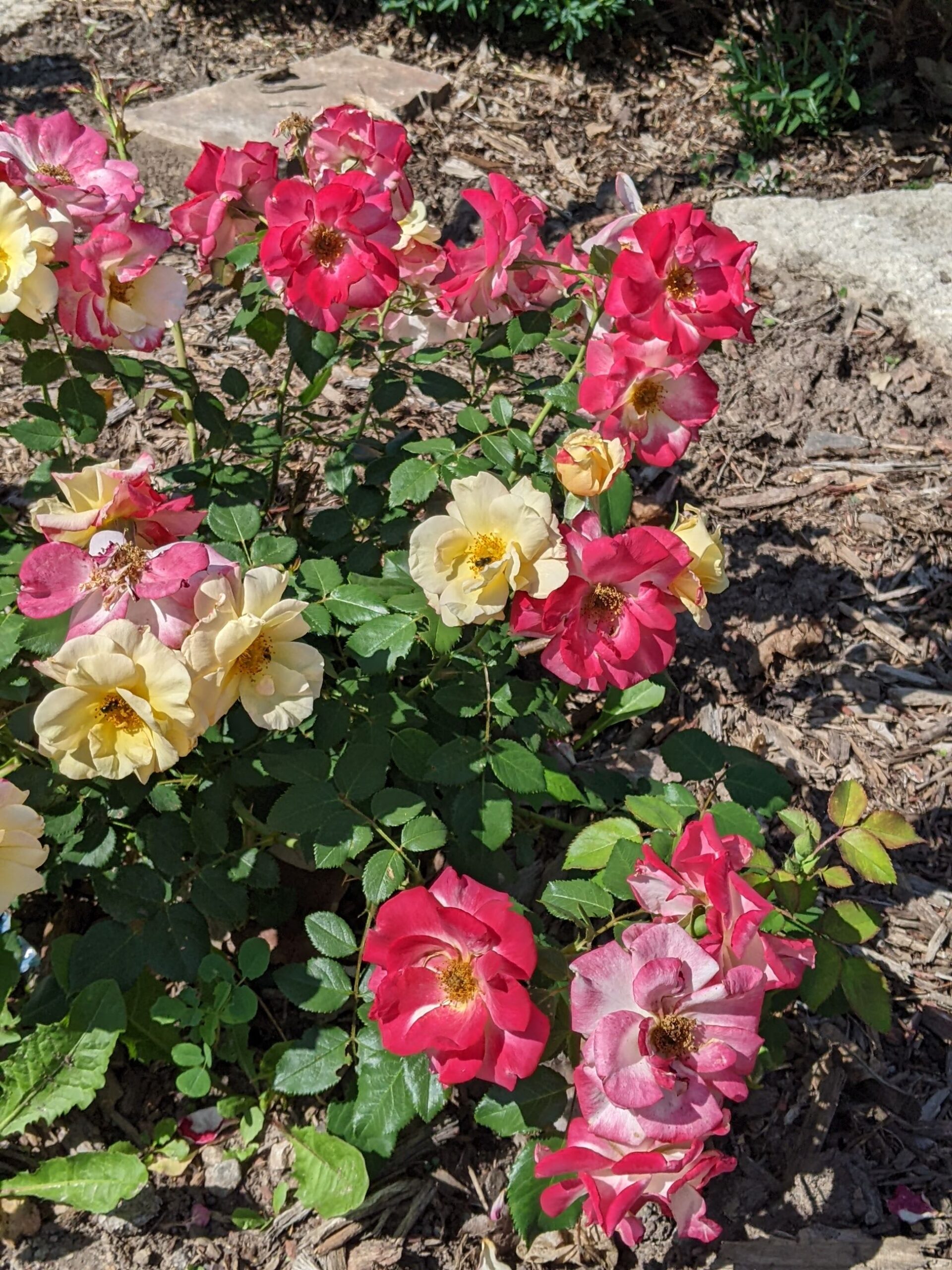 landscape, rose bush