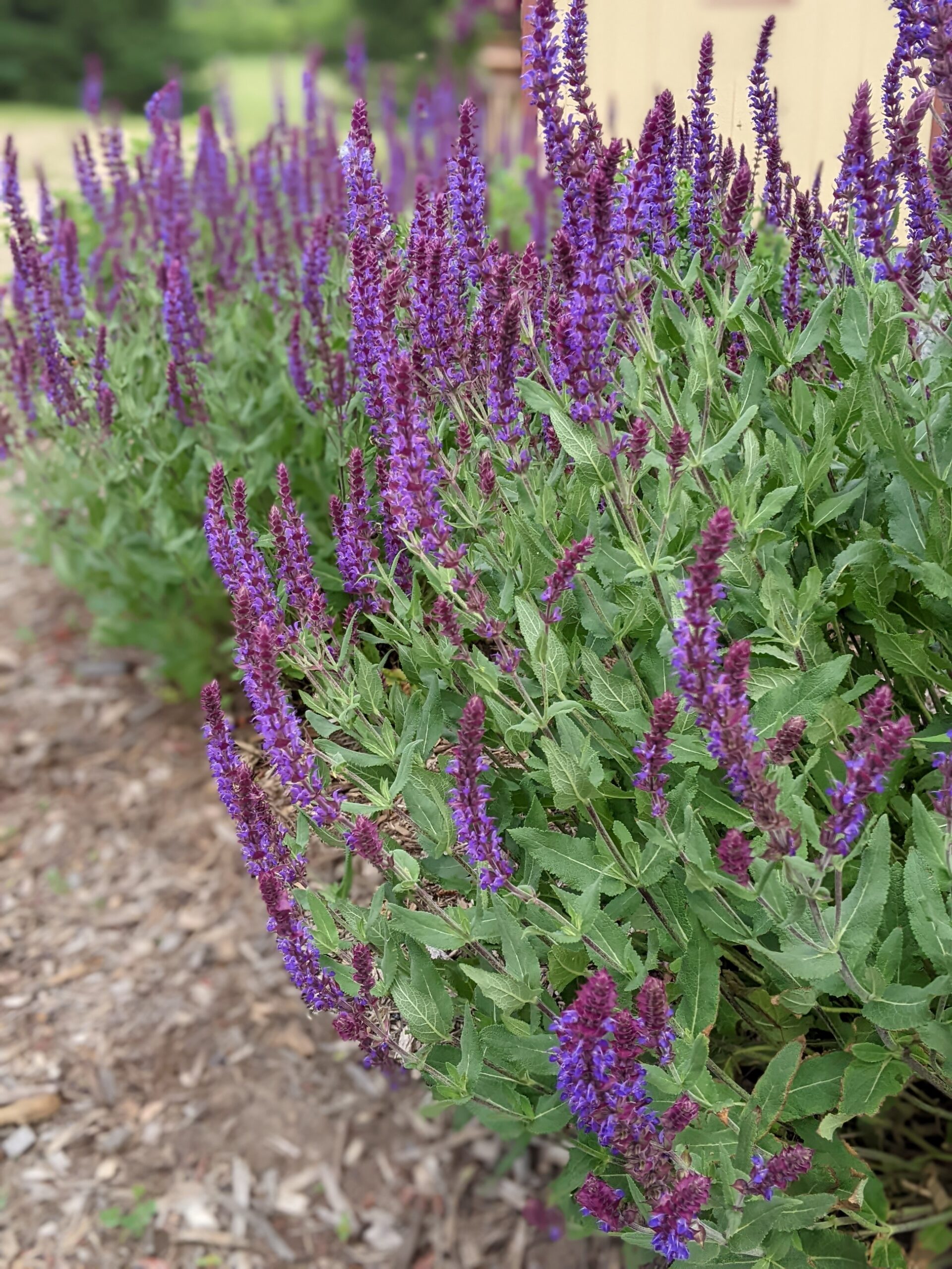 Home landscape garden, salvia, Washington County Master Gardeners, Minnesota