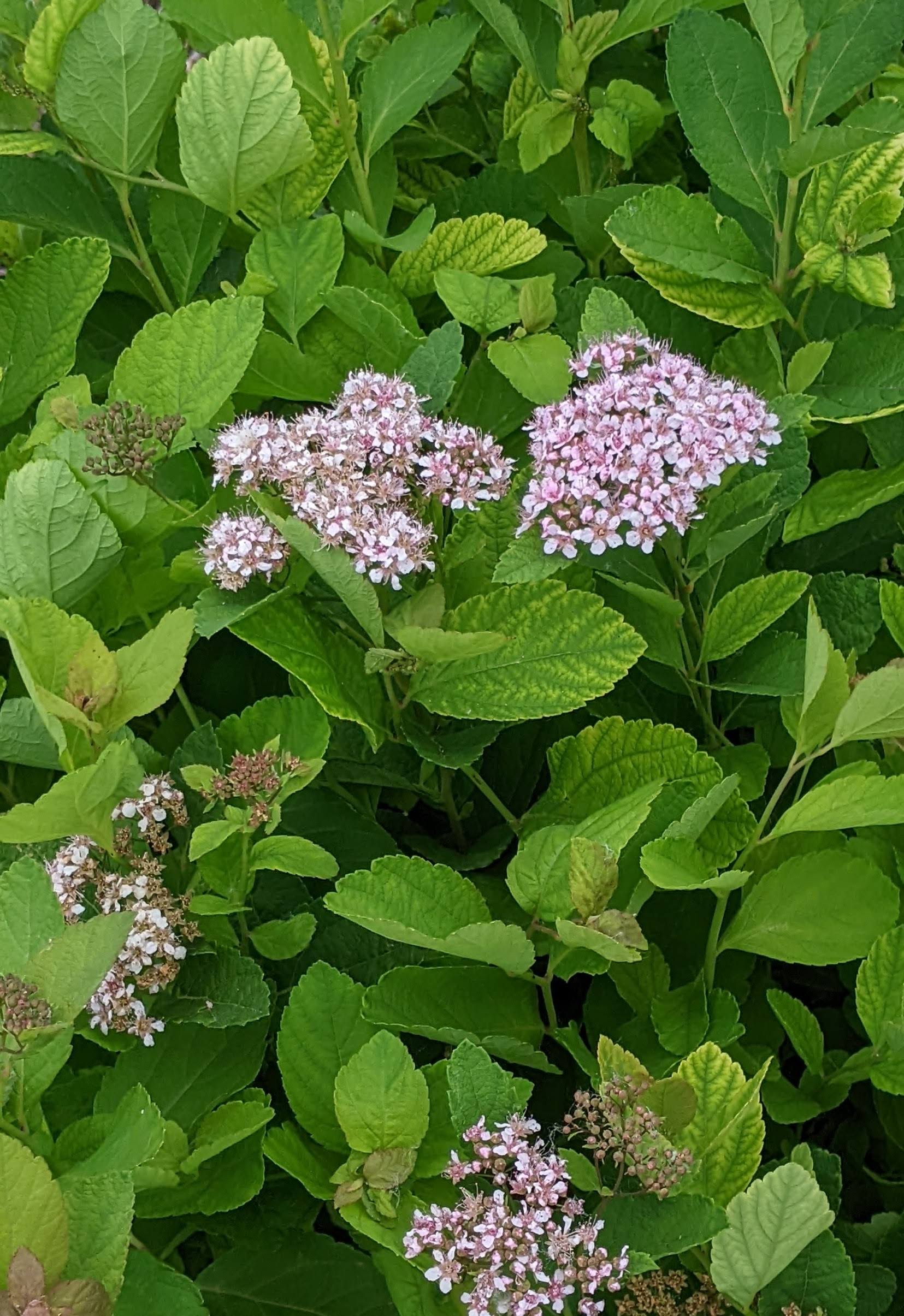 Landscape garden, spirea, Washington County Master Gardeners, Minnesota