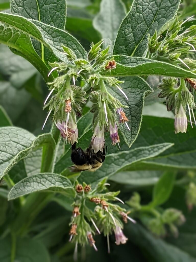 Comfrey with pink blossoms in the Medicinal garden, Washington County Master Gardeners, Minnesota