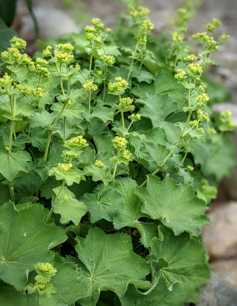 Medicinal garden, lady's mantle, Washington County Master Gardeners, Minnesota