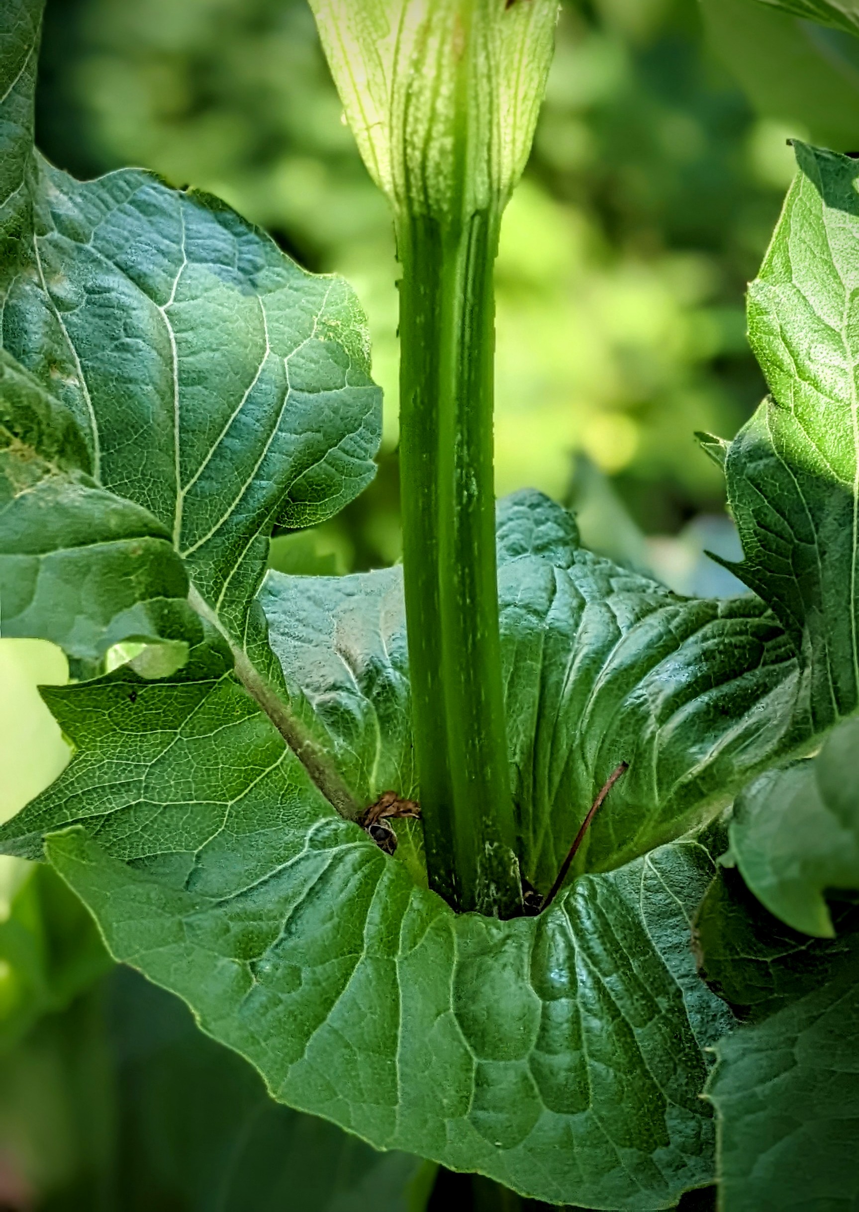 Close-up of cup plant, Washington County Master Gardeners, Minnesota