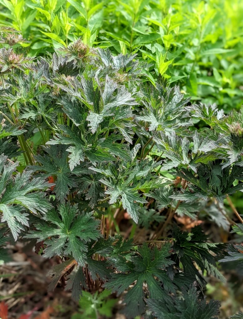 Perennial garden, cranesbill