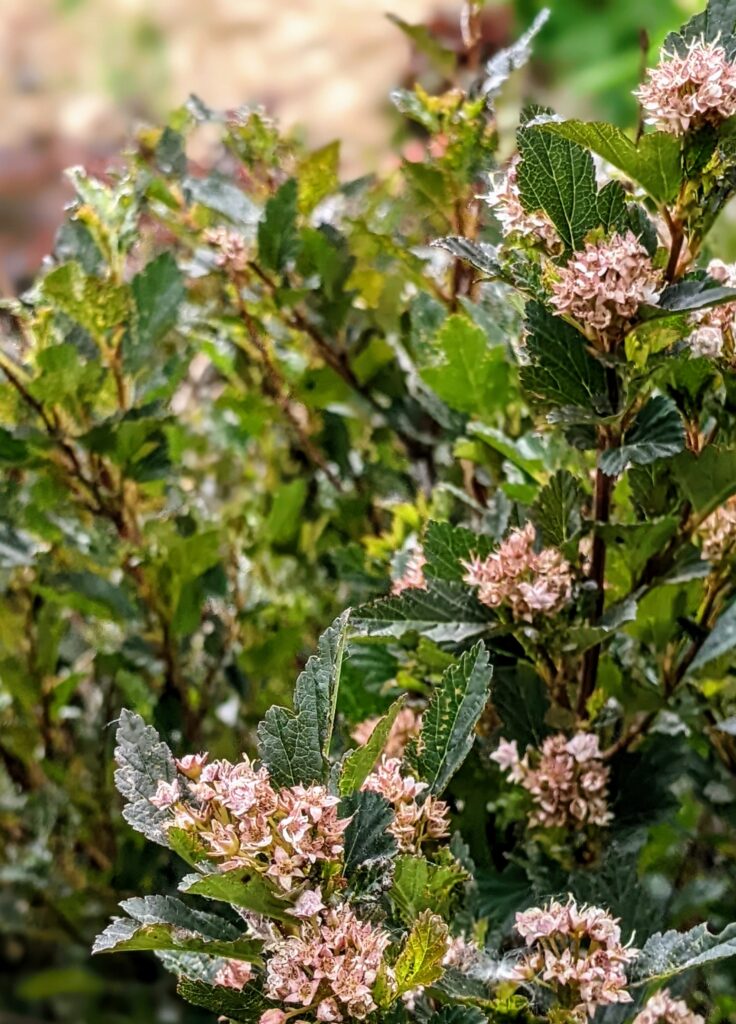 Perennial garden, ninebark "donna may"