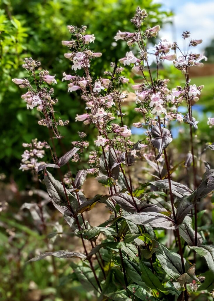 Perennial garden, penstemon