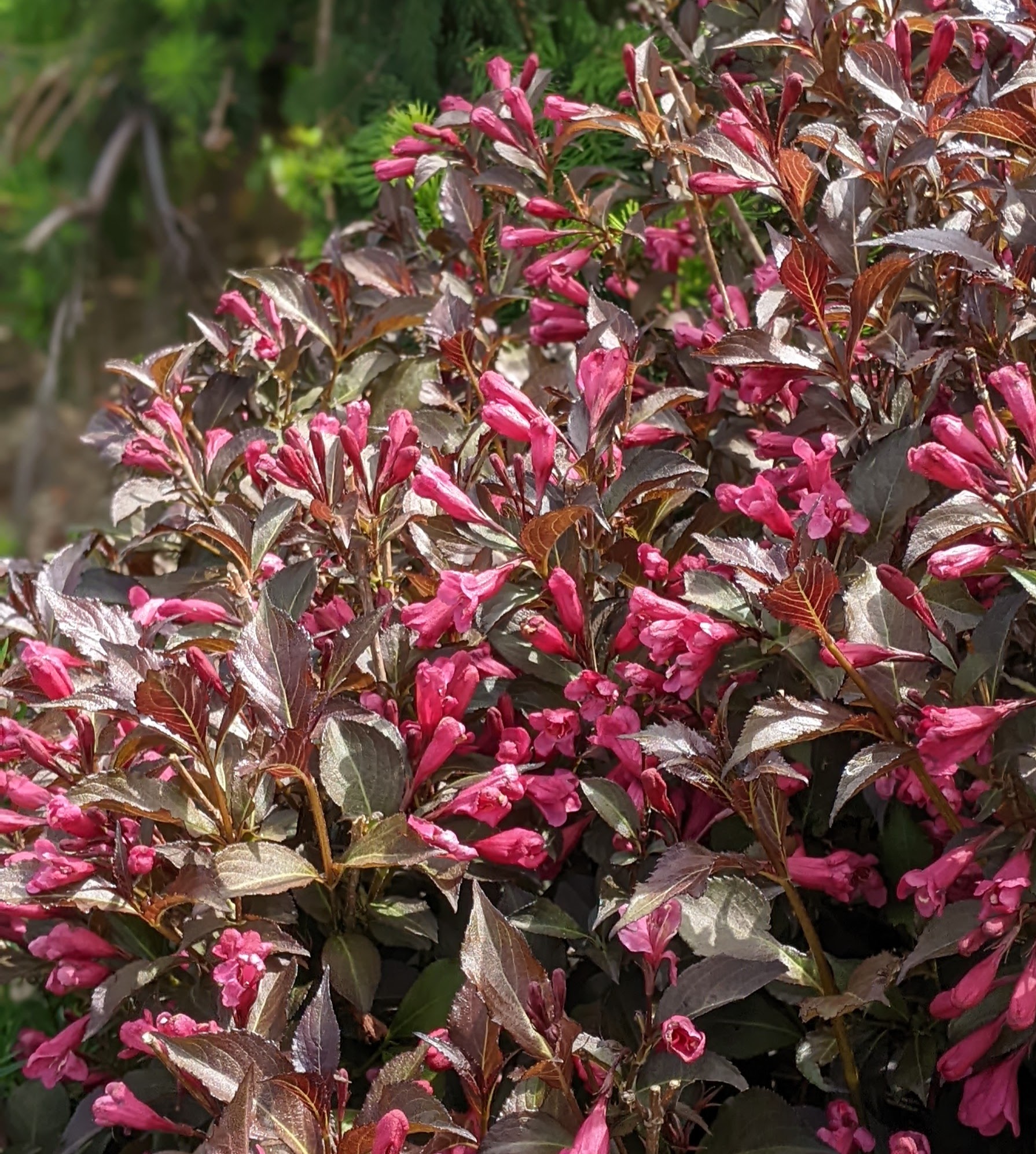 Perennial garden, weigela, Washington County Master Gardeners, Minnesota