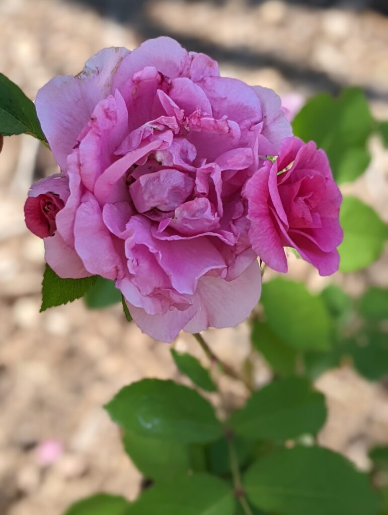 Rose in the picnic garden area, Washington County Master Gardeners, Minnesota