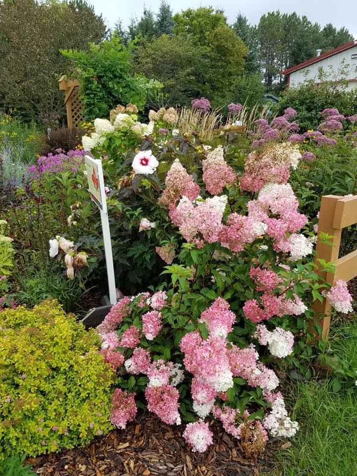 Perennial garden, hydrangea on right