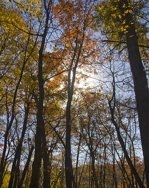Looking up at fall trees
