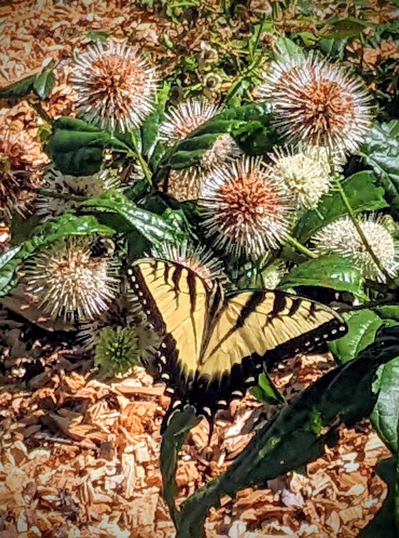swallowtail on fiber optic bush, Washington County Master Gardeners, Minnesota