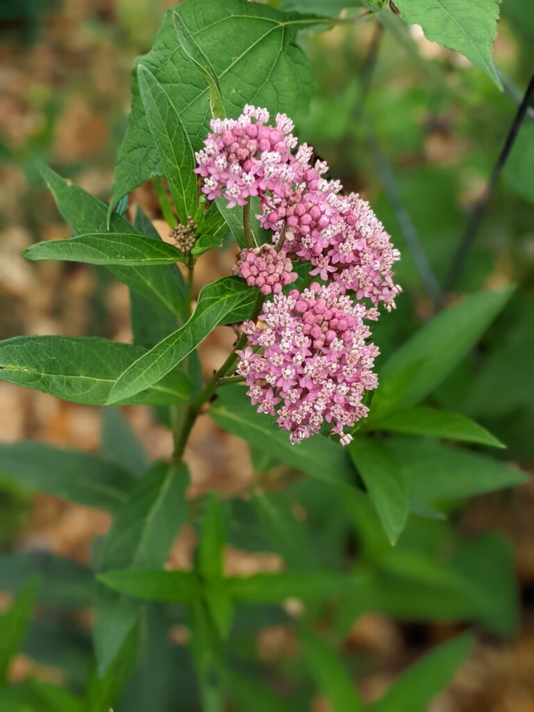monarch on swampweed, Washington County Master Gardeners, Minnesota