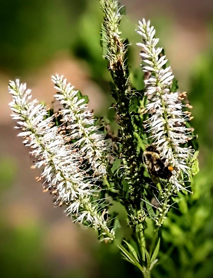 culver's root, Washington County Master Gardeners, Minnesota