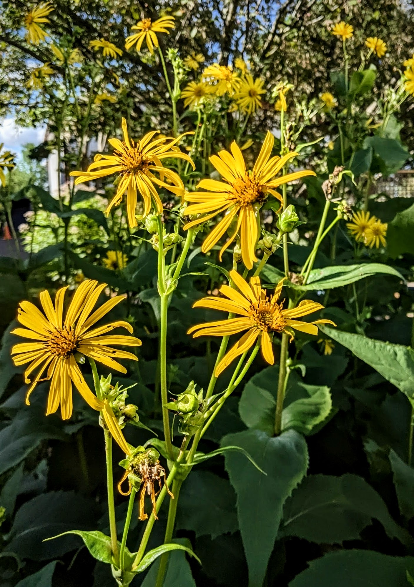 cup plant, Washington County Master Gardeners, Minnesota