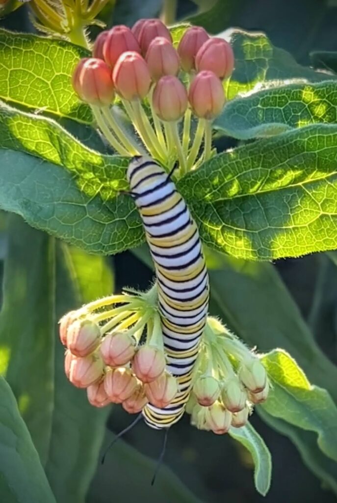 monarch on milkweed, Washington County Master Gardeners, Minnesota