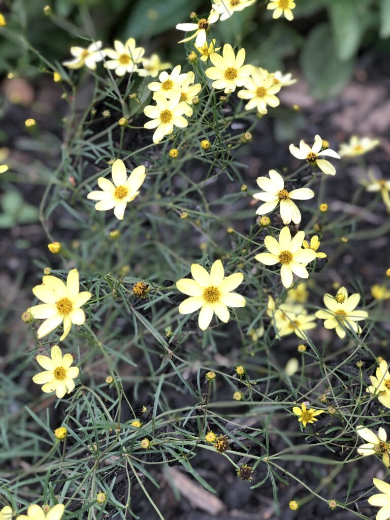 coreopsis, Washington County Master Gardeners, Minnesota