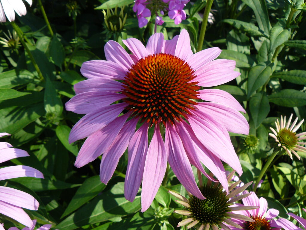 coneflower, Washington County Master Gardeners, Minnesota