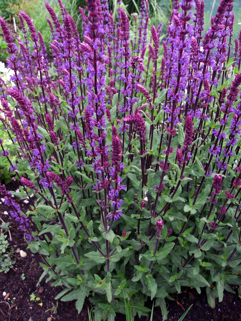 cottage, salvia nemerosa, Washington County Master Gardeners, Minnesota