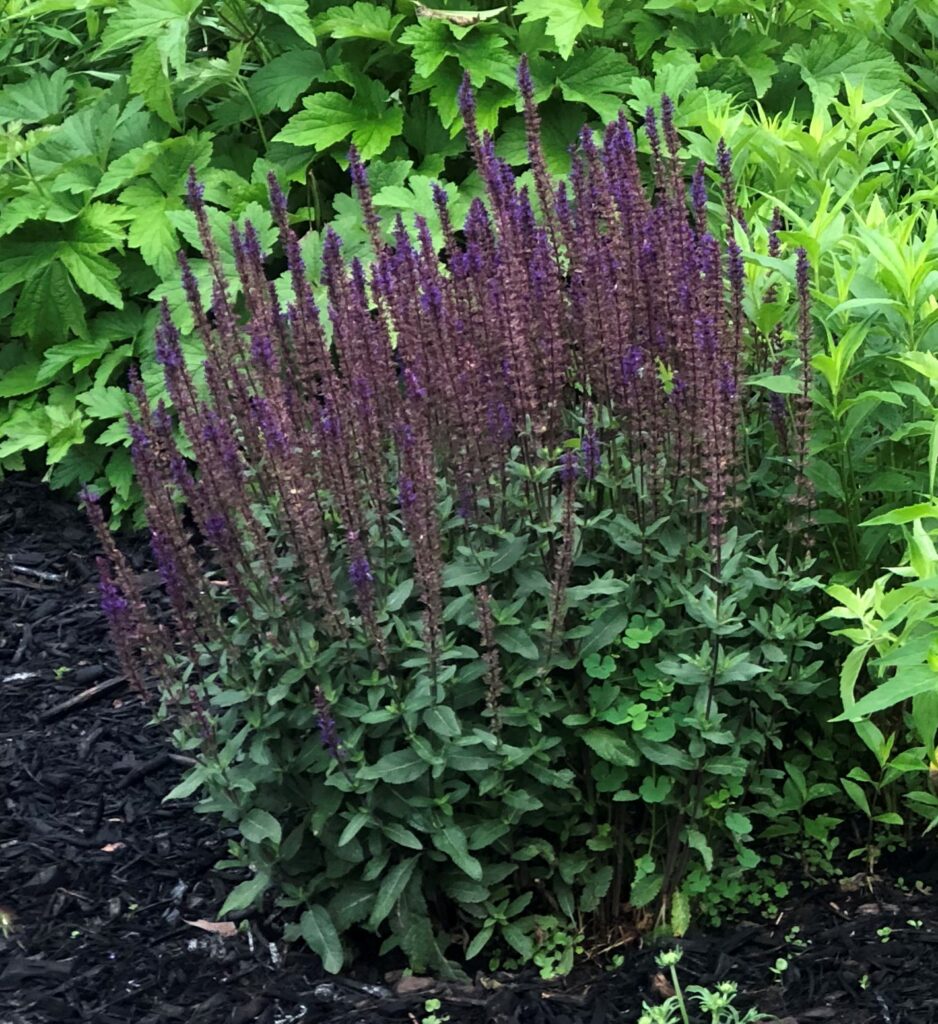 cottage garden, salvia deadhead for reblooms, Washington County Master Gardeners, Minnesota