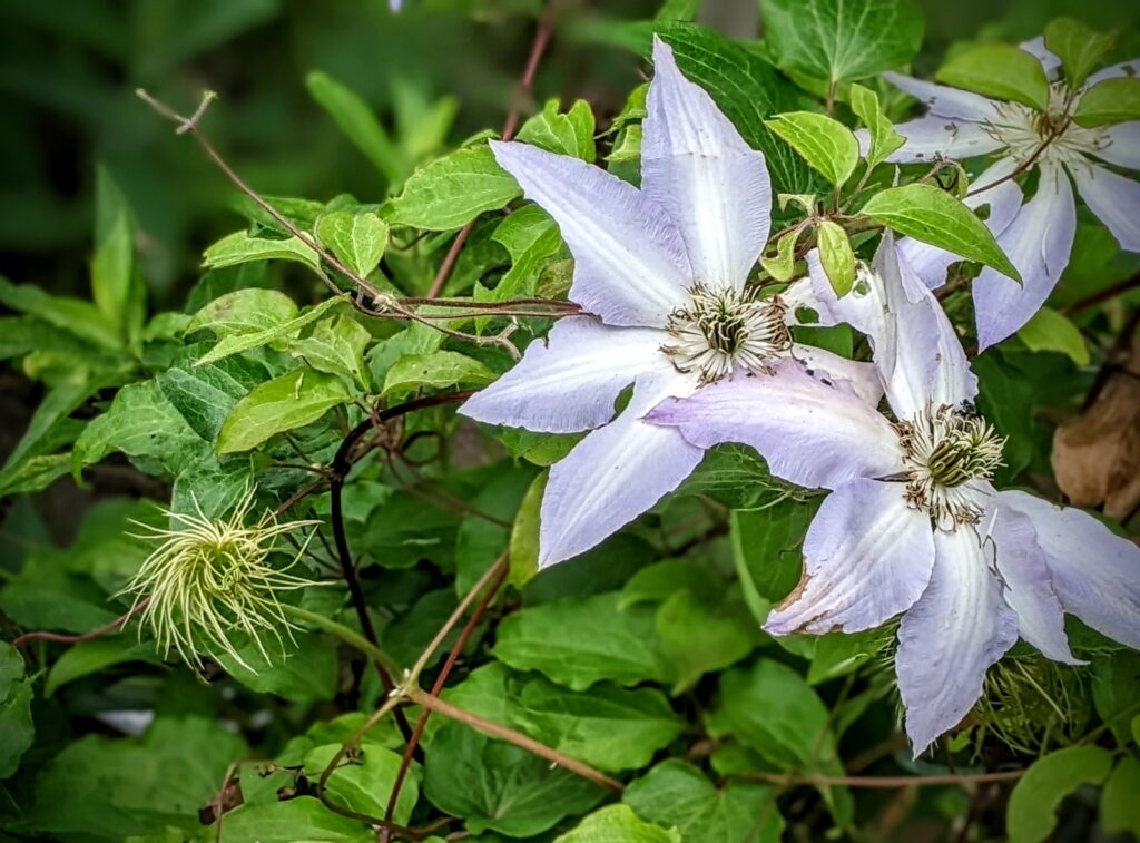 cottage, clematis, Washington County Master Gardeners, Minnesota