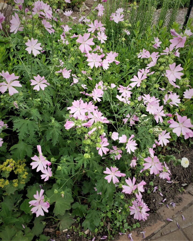 cottage malva upclose2, Washington County Master Gardeners, Minnesota