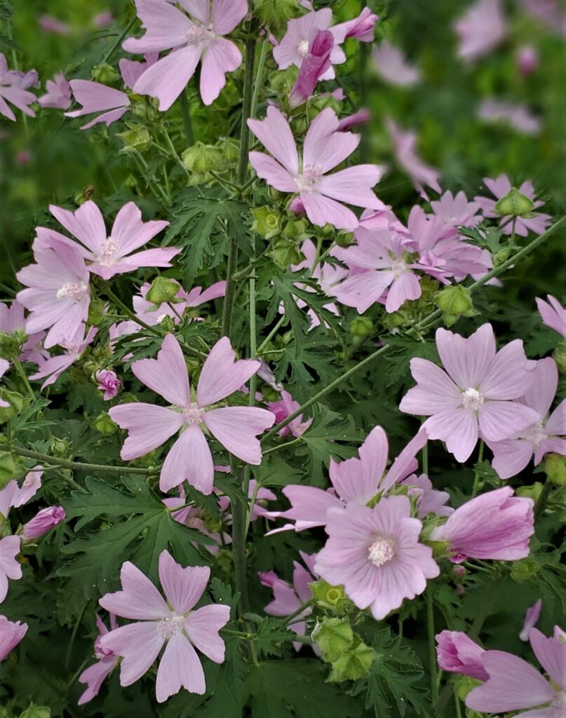 cottage malva upclose2, Washington County Master Gardeners, Minnesota