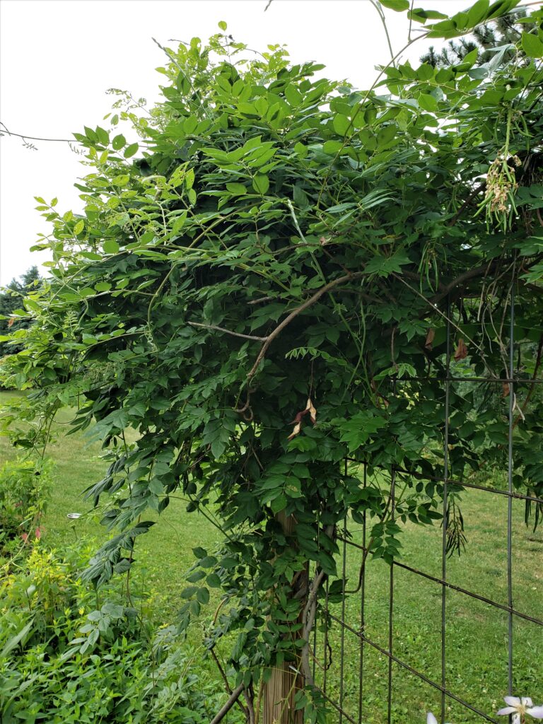 wisteria after blooming, cottage garden, Washington County Master Gardeners, Minnesota