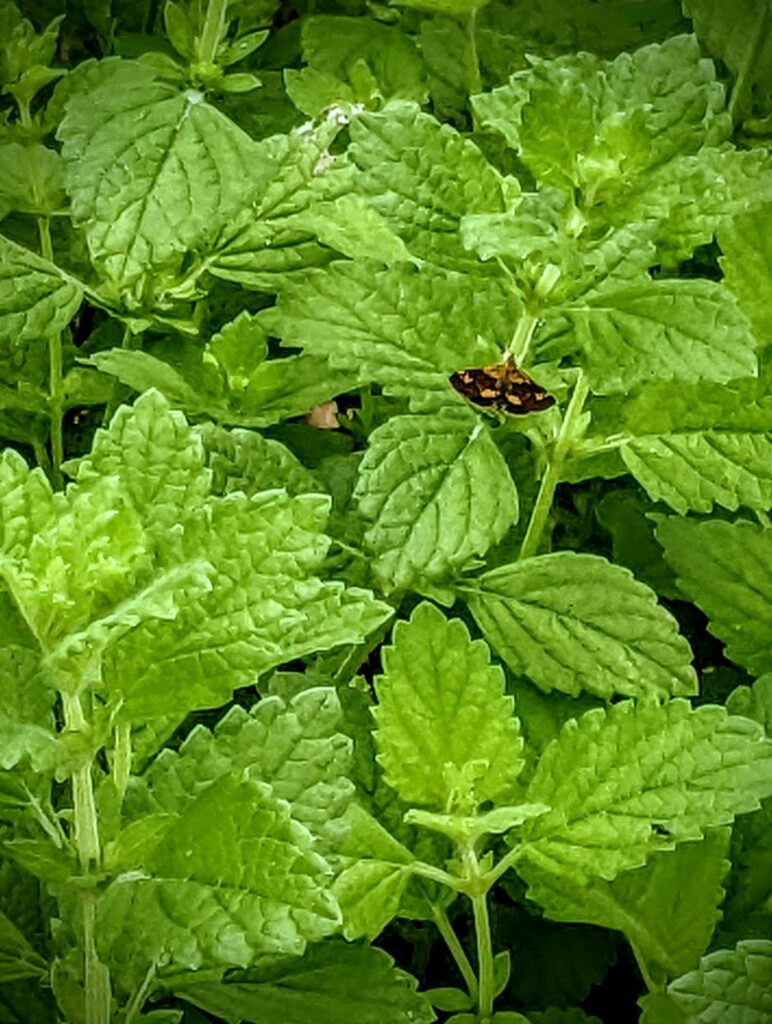 mint, Washington County Master Gardeners, Minnesota
