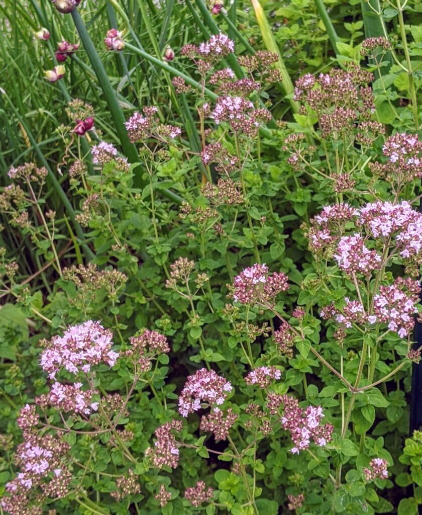 oregano, Washington County Master Gardeners, Minnesota