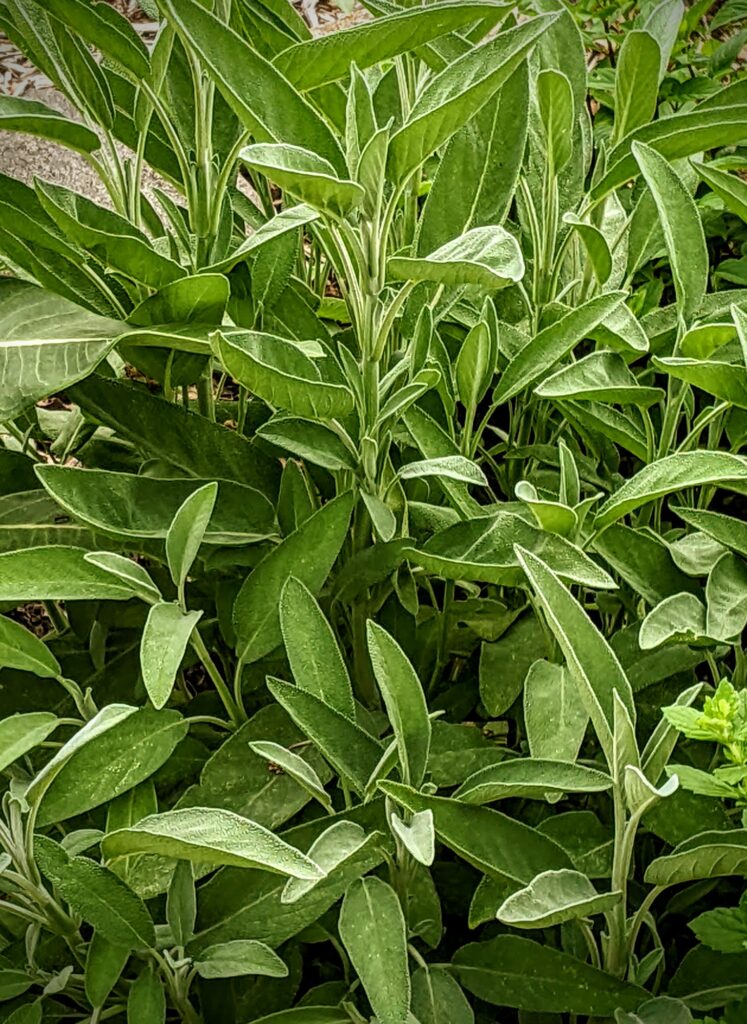 sage, fairgrounds garden, Washington County Master Gardeners, Minnesota
