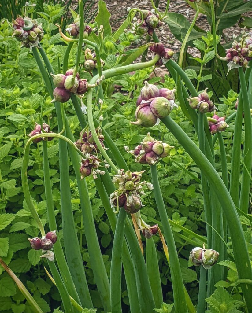 culinary garden Egyptian walking onions, Washington County Master Gardeners, Minnesota