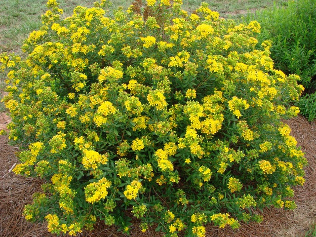 home landscape, hypericum, Washington County Master Gardeners, Minnesota