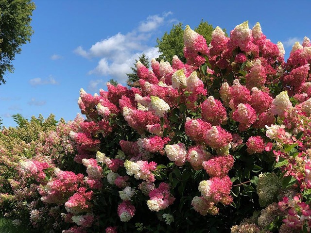 home landscape, berry white hydrangea, Washington County Master Gardeners, Minnesota